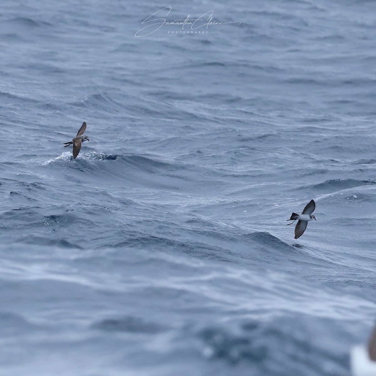 fregattstormsvale - ML646211141