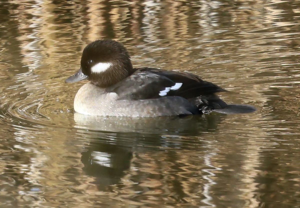 Bufflehead - ML646211144