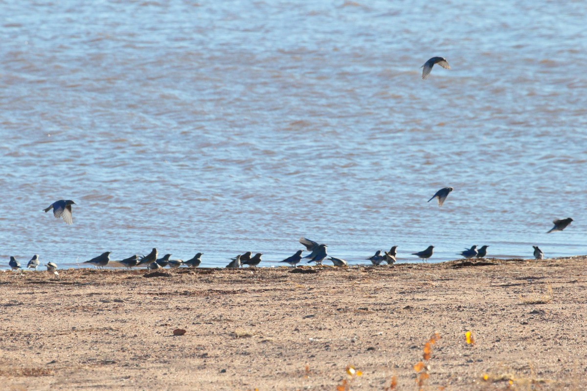 Western Bluebird - ML646211152