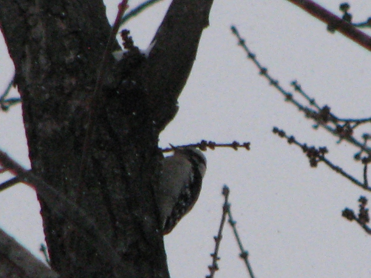 Downy Woodpecker - ML646211153