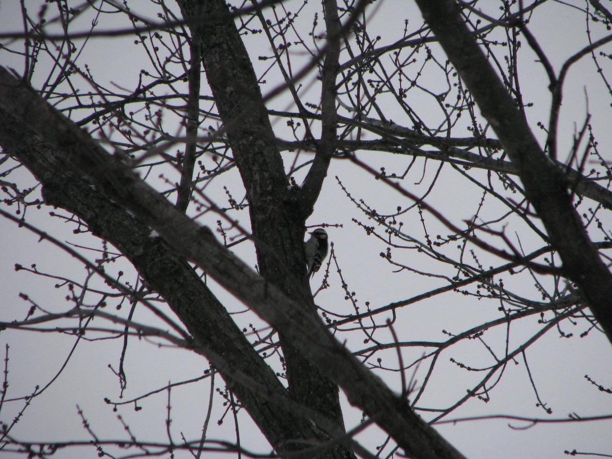 Downy Woodpecker - ML646211154
