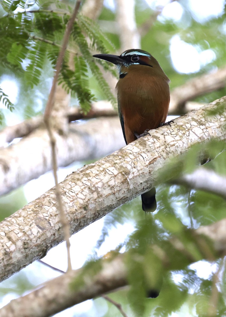 Turquoise-browed Motmot - ML646211159