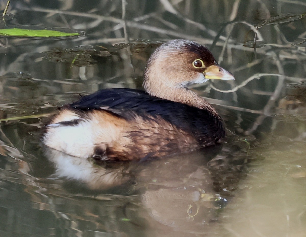 Pied-billed Grebe - ML646211168