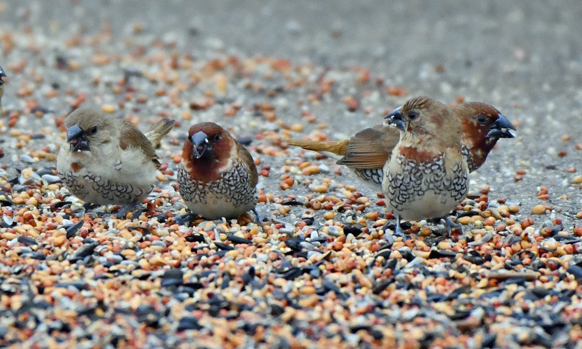 Scaly-breasted Munia - ML646211169