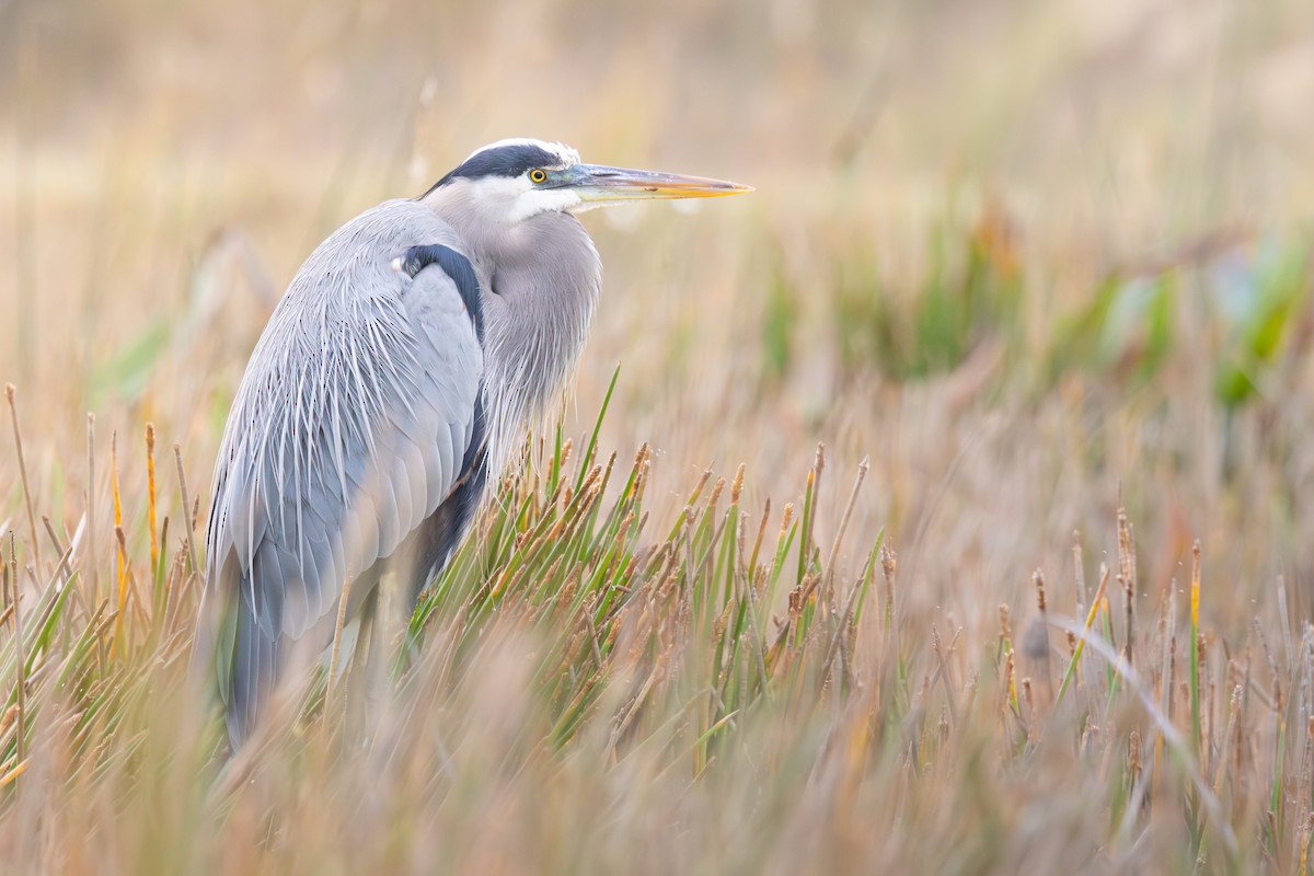 Great Blue Heron - ML646211175