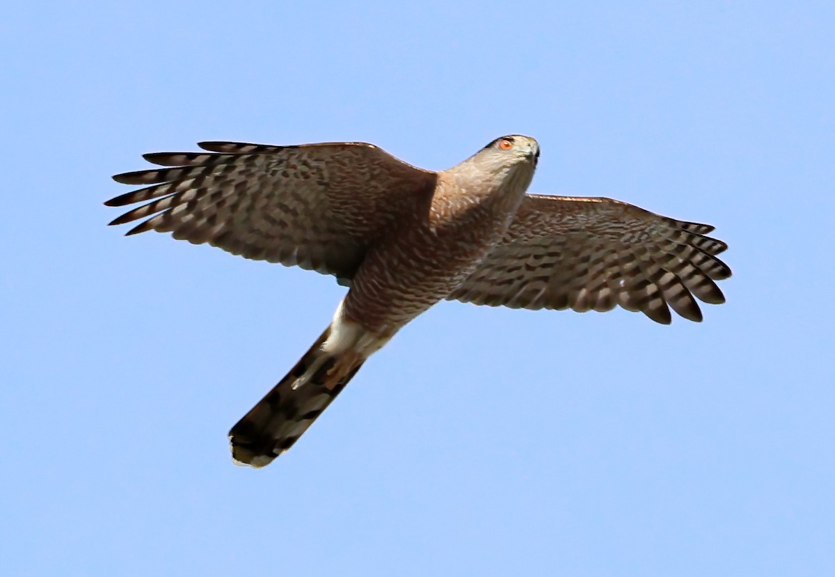 Cooper's Hawk - ML646211177