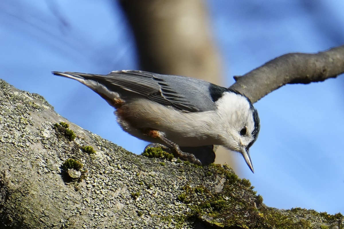 Sittelle à poitrine blanche - ML646211178