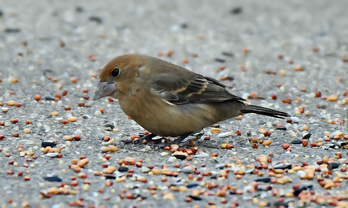 Blue Grosbeak - ML646211181