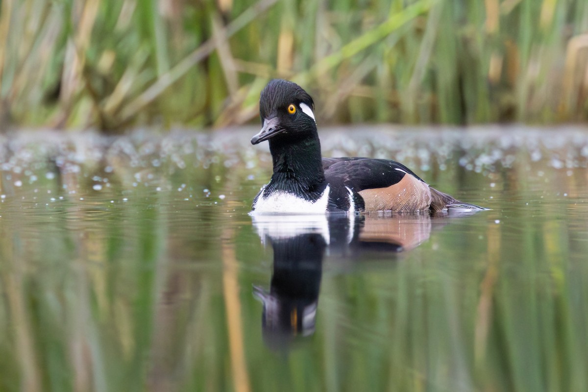 Hooded Merganser - ML646211182