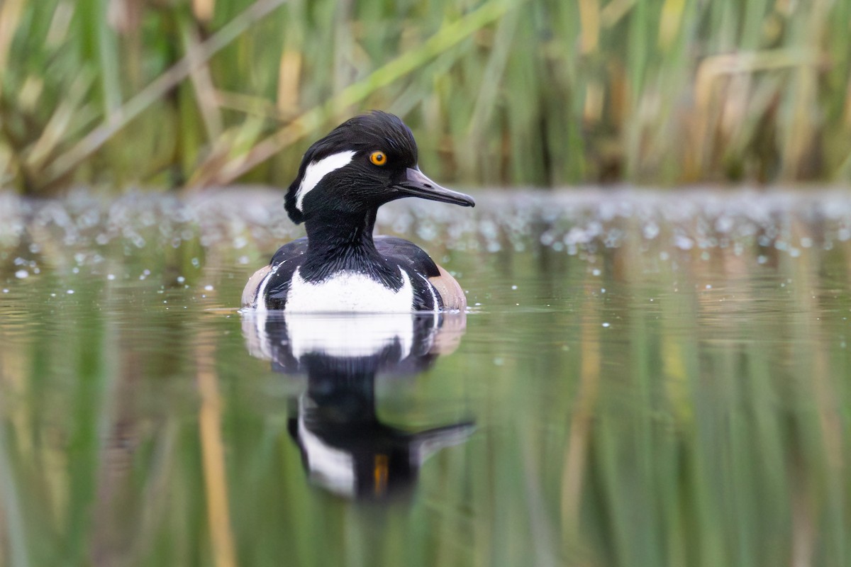 Hooded Merganser - ML646211183