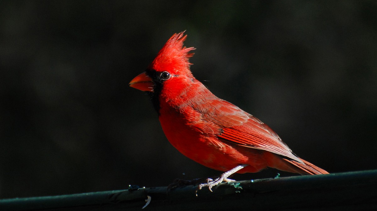 Northern Cardinal - ML646211192