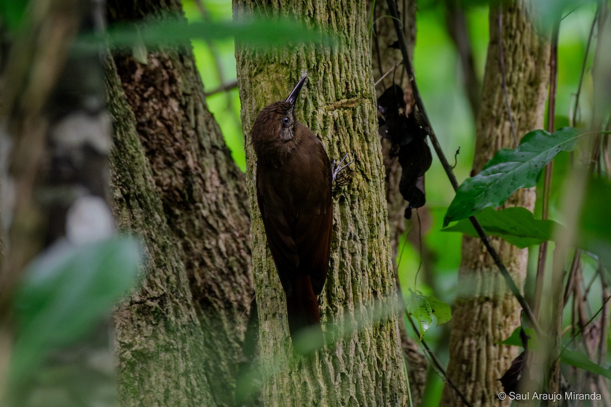 Plain-brown Woodcreeper - ML646211194