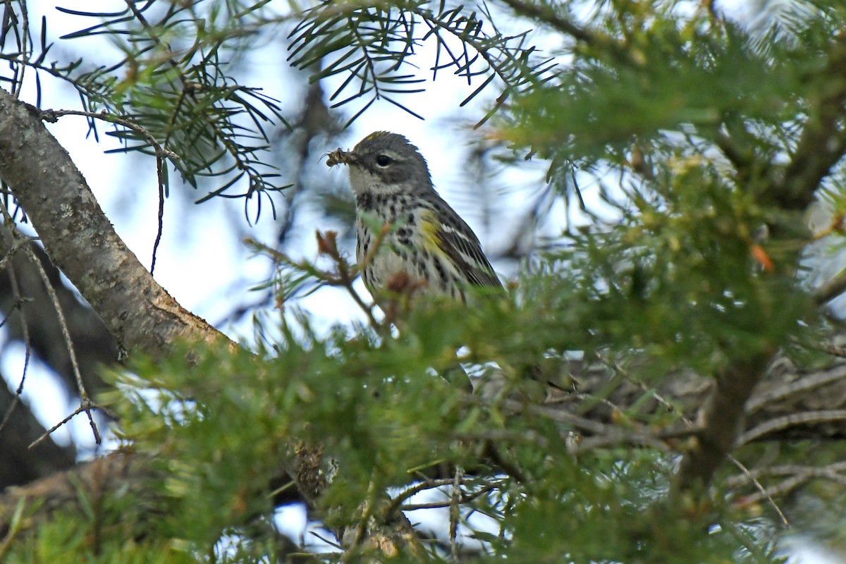 Yellow-rumped Warbler (Myrtle) - ML646211195