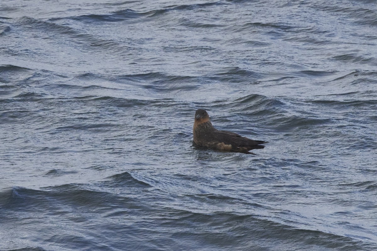 Chilean Skua - ML646211198
