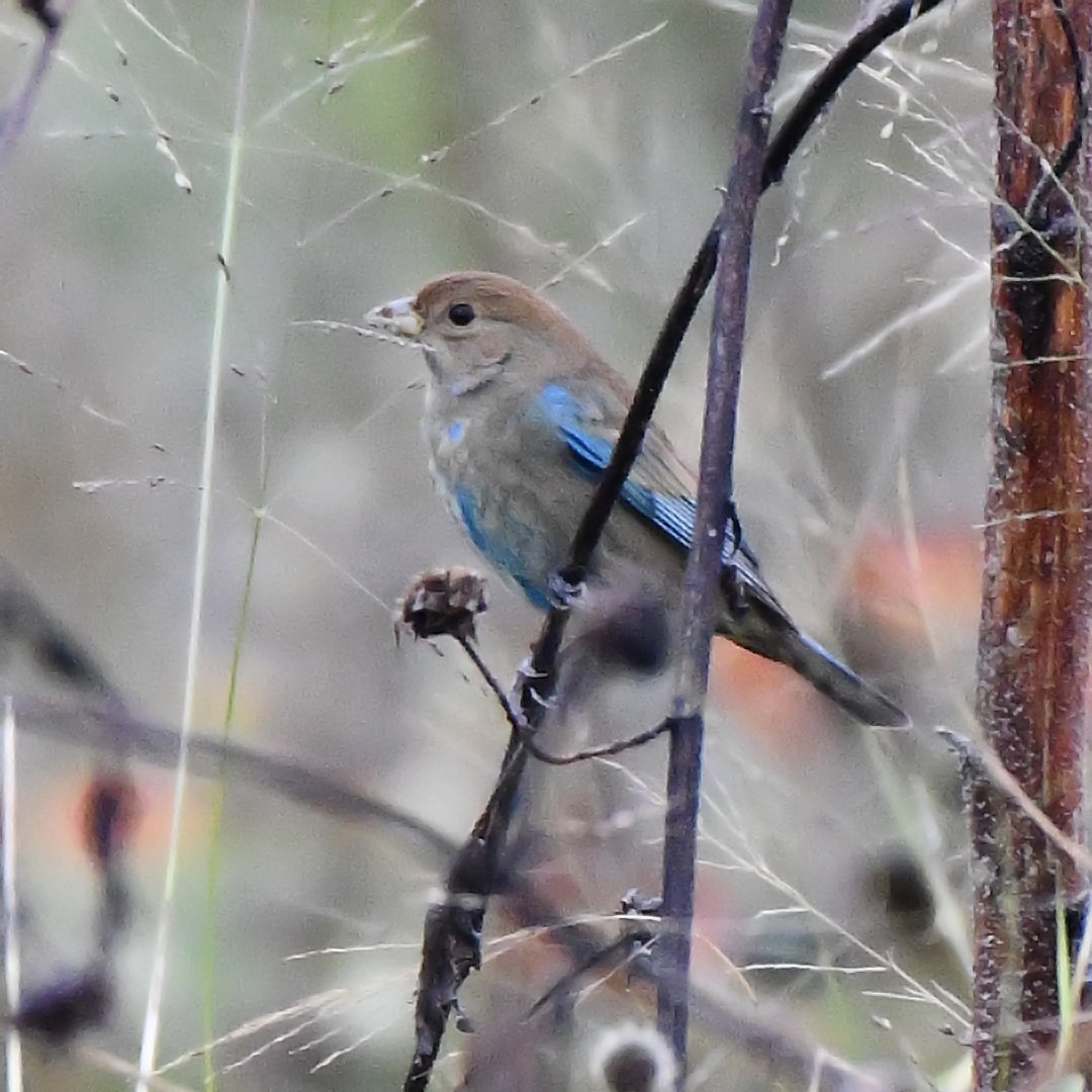 Indigo Bunting - ML646211199