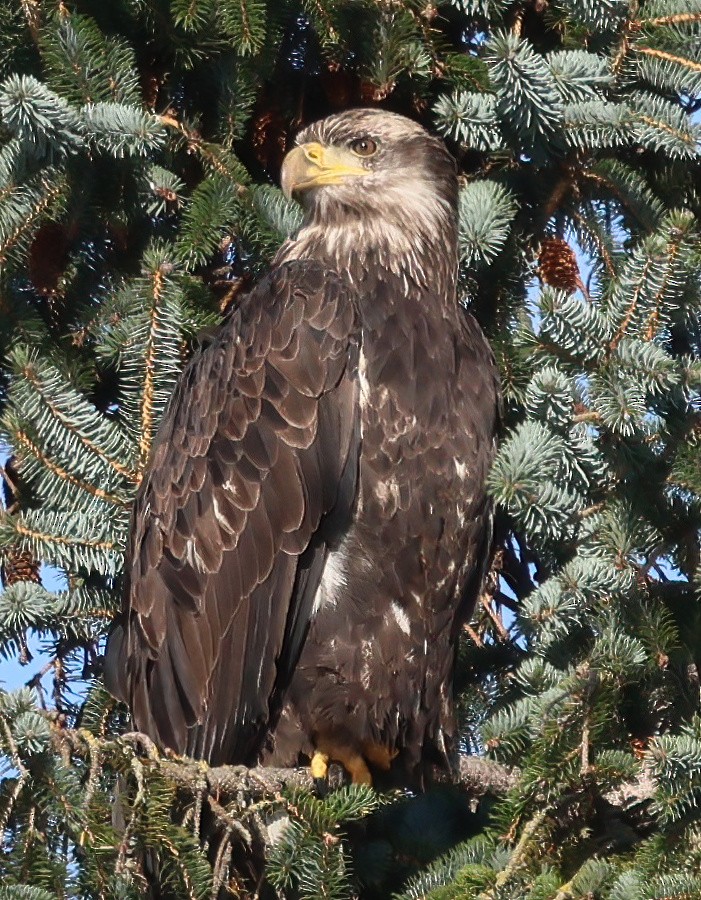 Bald Eagle - ML646211200