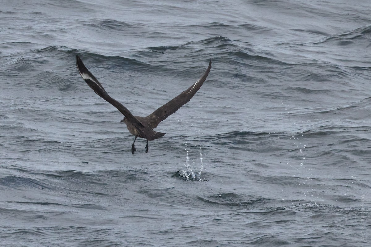 Chilean Skua - ML646211203