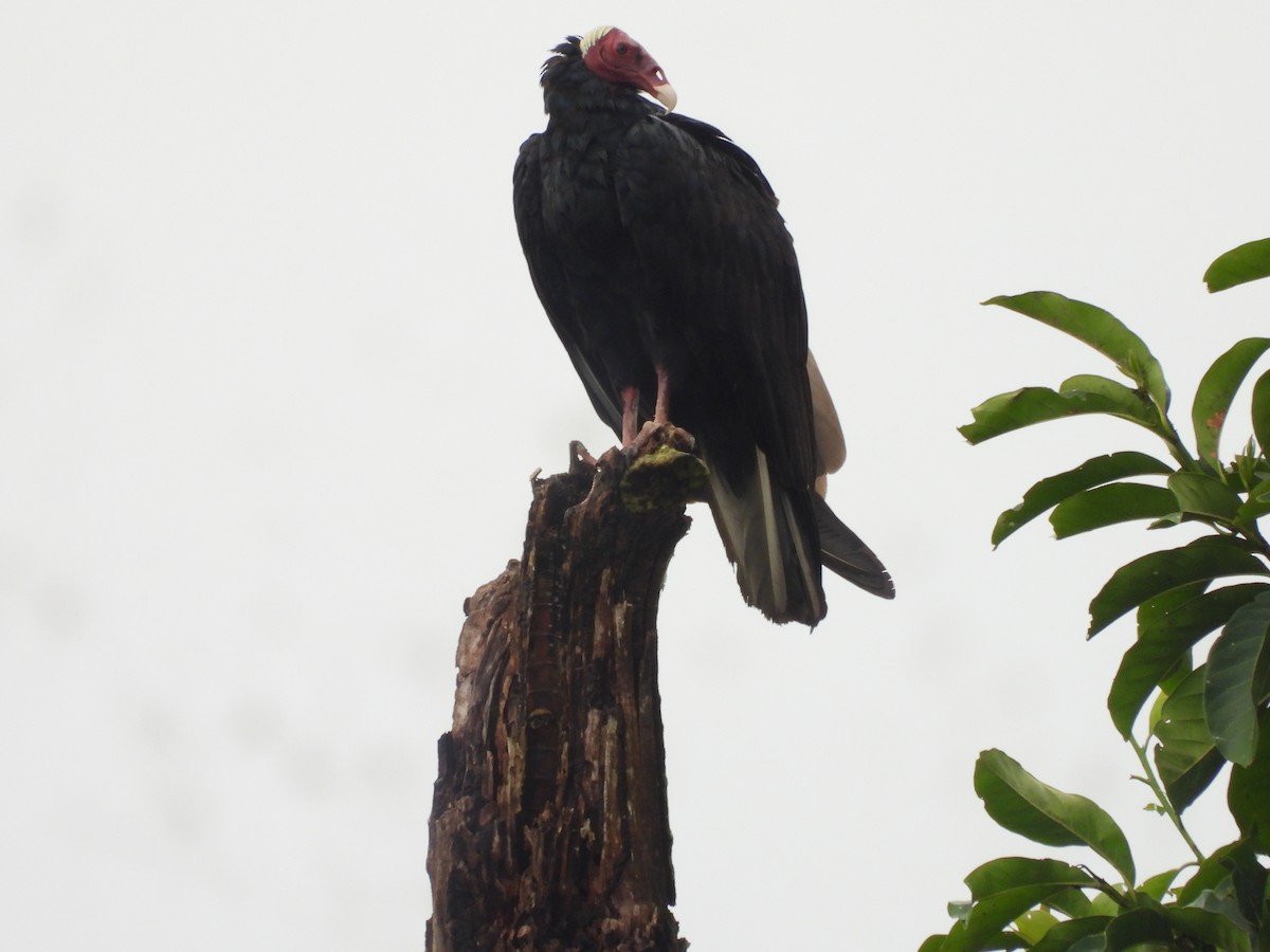 Turkey Vulture (Tropical) - ML646211204
