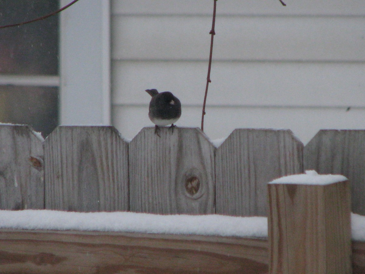Dark-eyed Junco - ML646211207