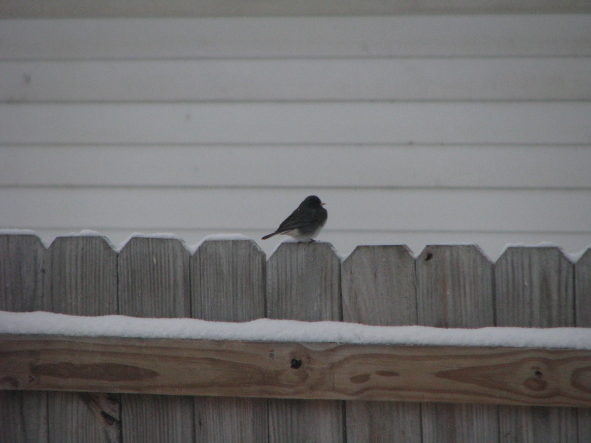 Dark-eyed Junco - ML646211208