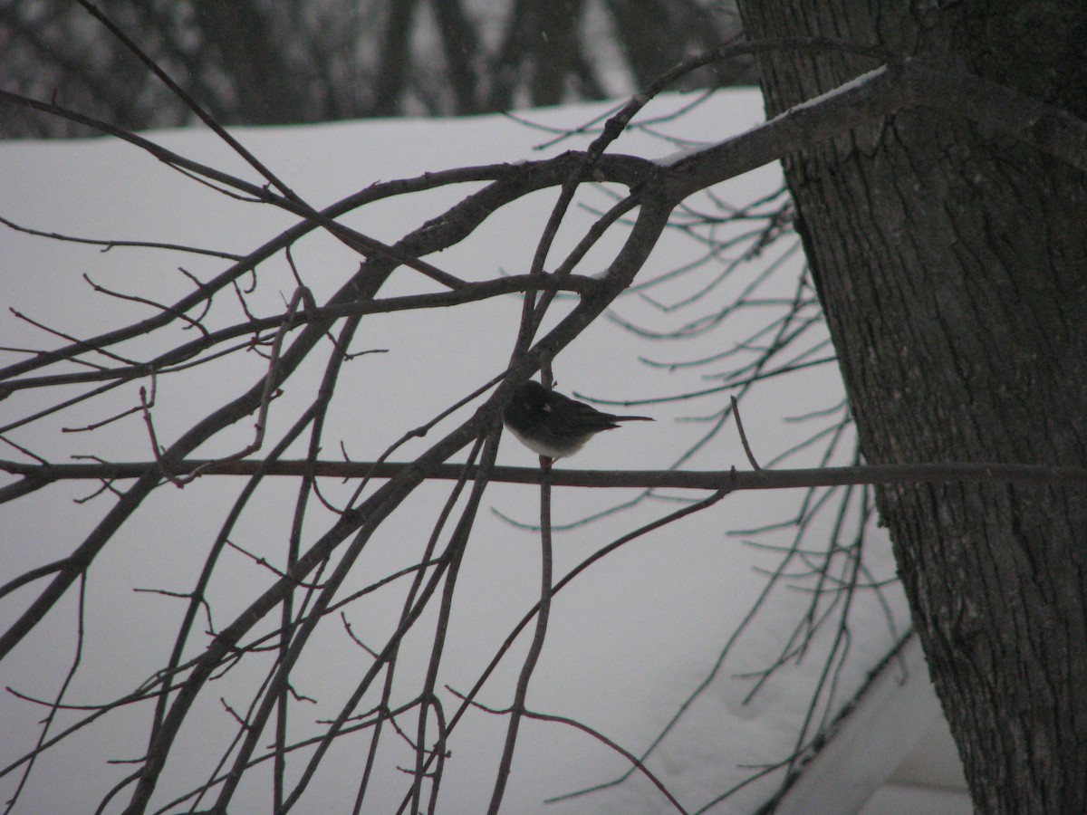 Dark-eyed Junco - ML646211209