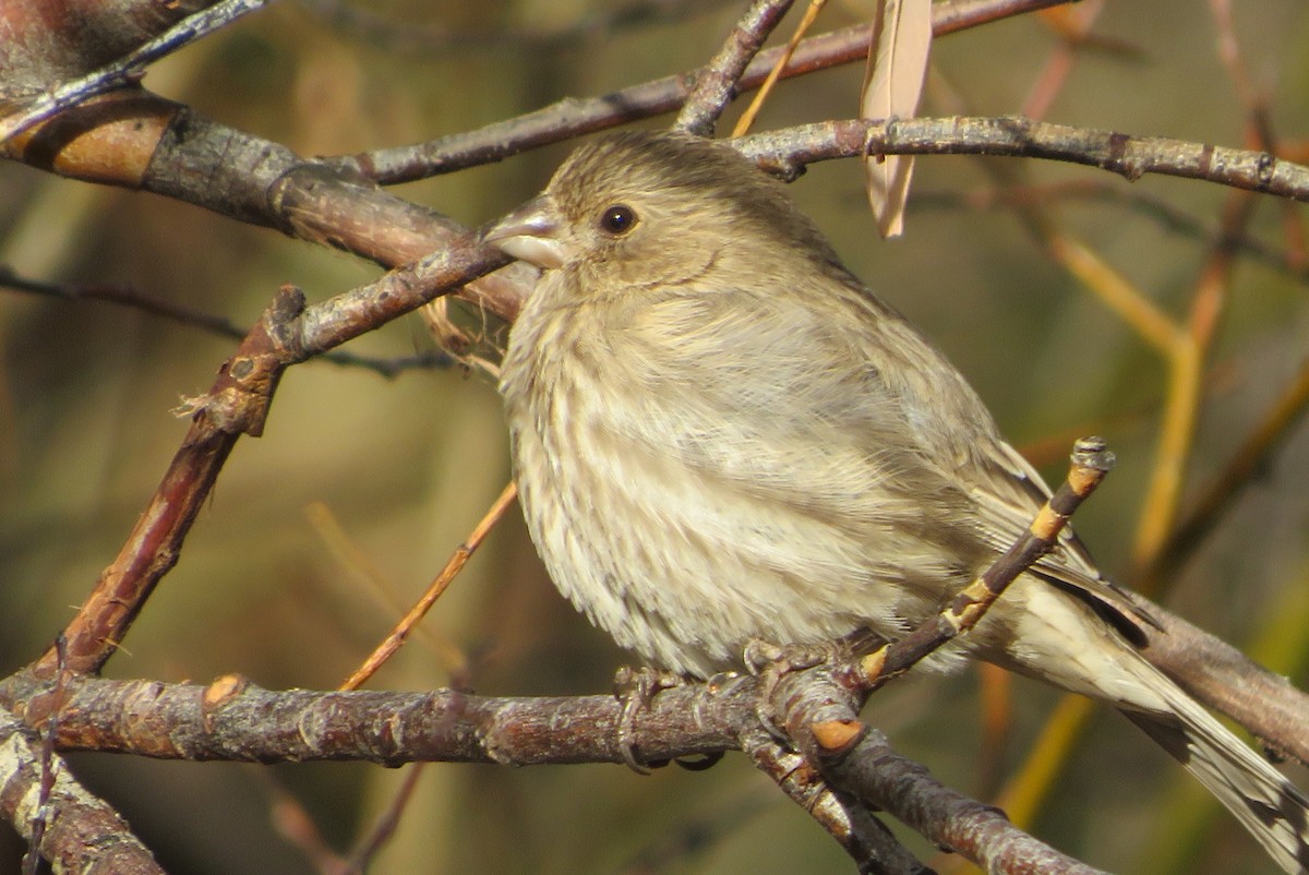 House Finch - ML646211210