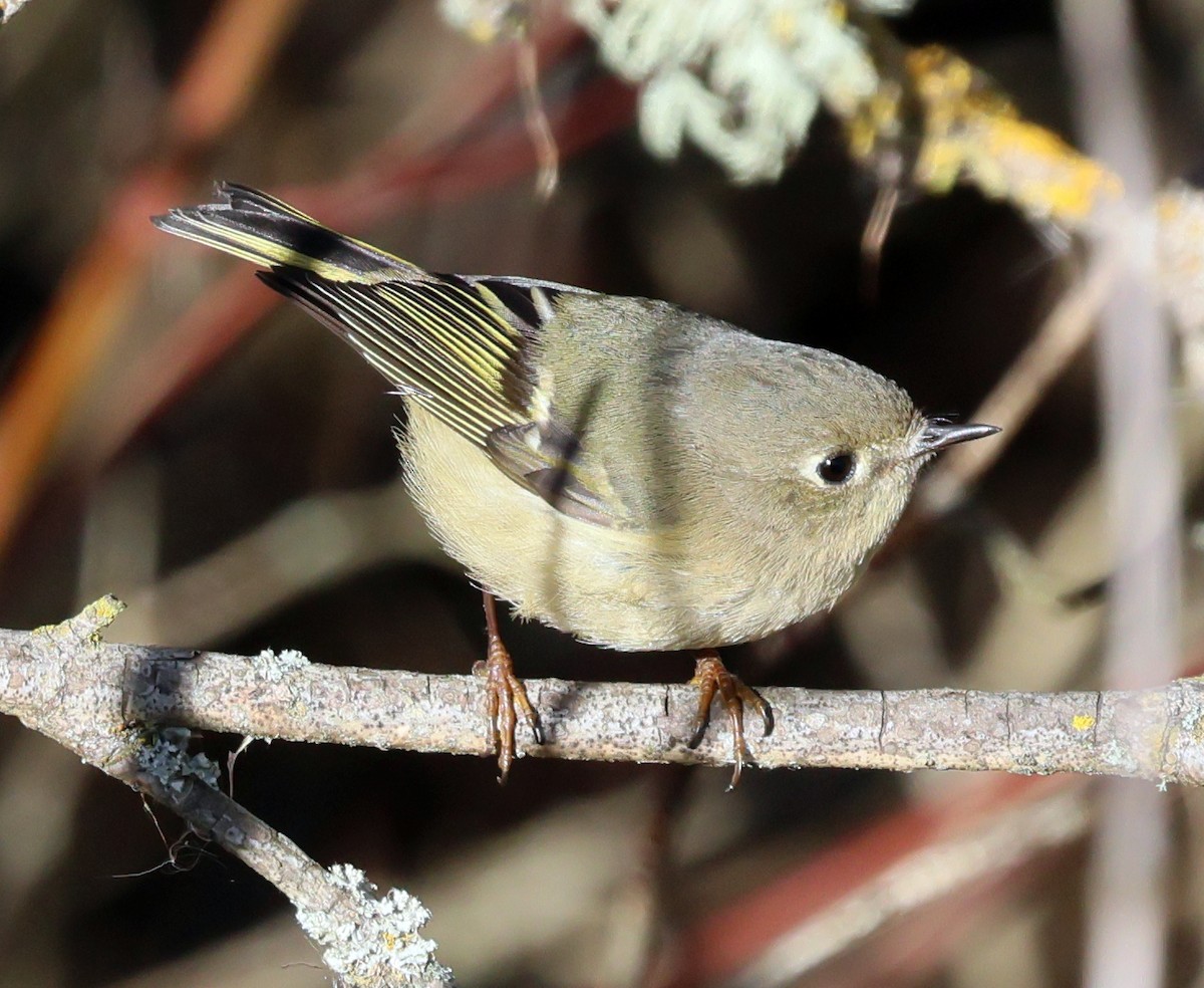 Ruby-crowned Kinglet - ML646211211