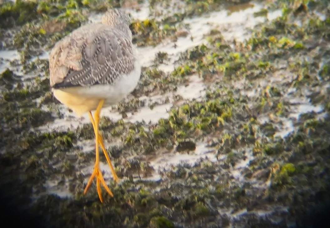 Greater Yellowlegs - ML646211212
