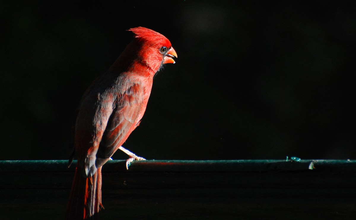 Northern Cardinal - ML646211213