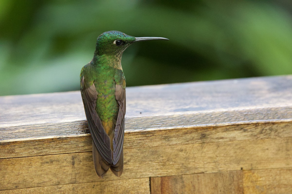 Fawn-breasted Brilliant - ML646211214