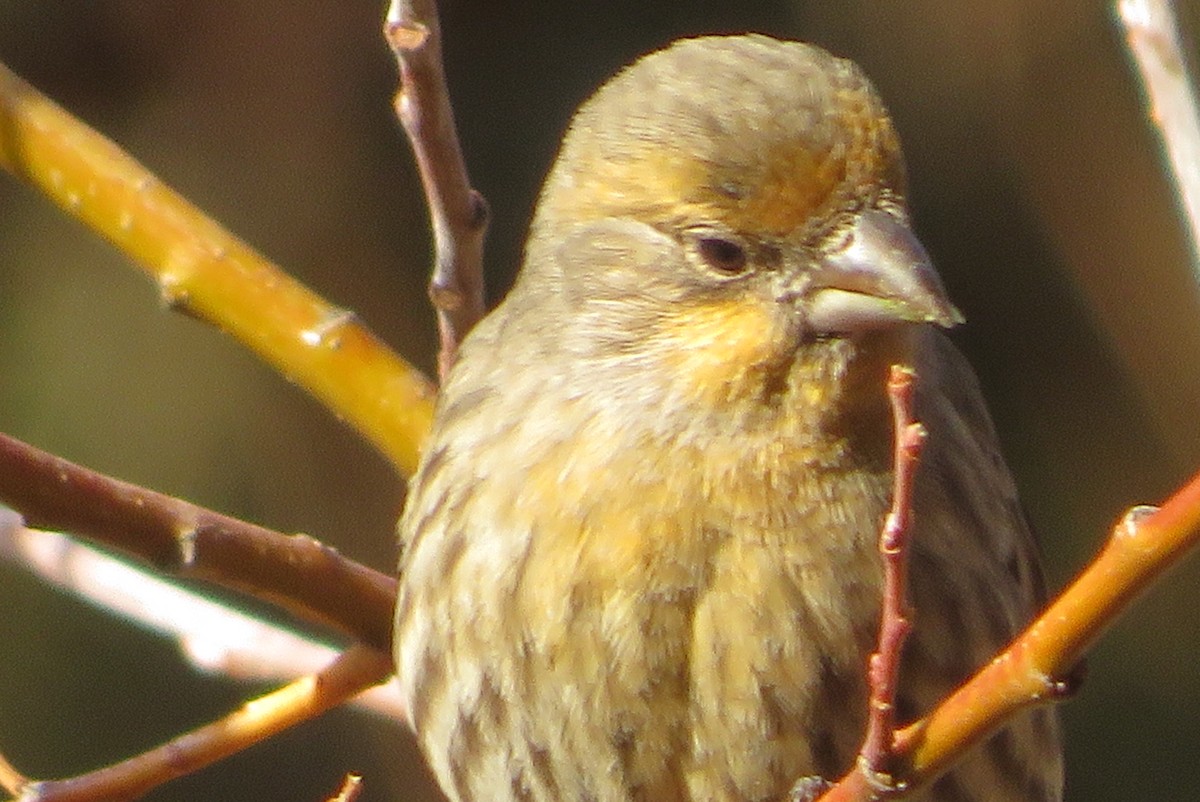 House Finch - ML646211218