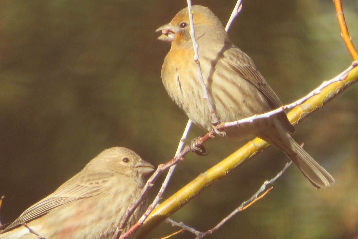 House Finch - ML646211219