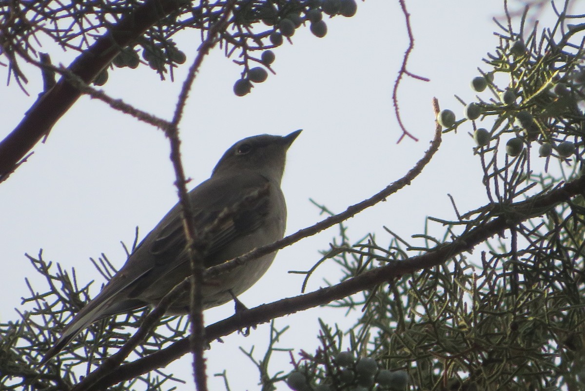 Townsend's Solitaire - ML646211220