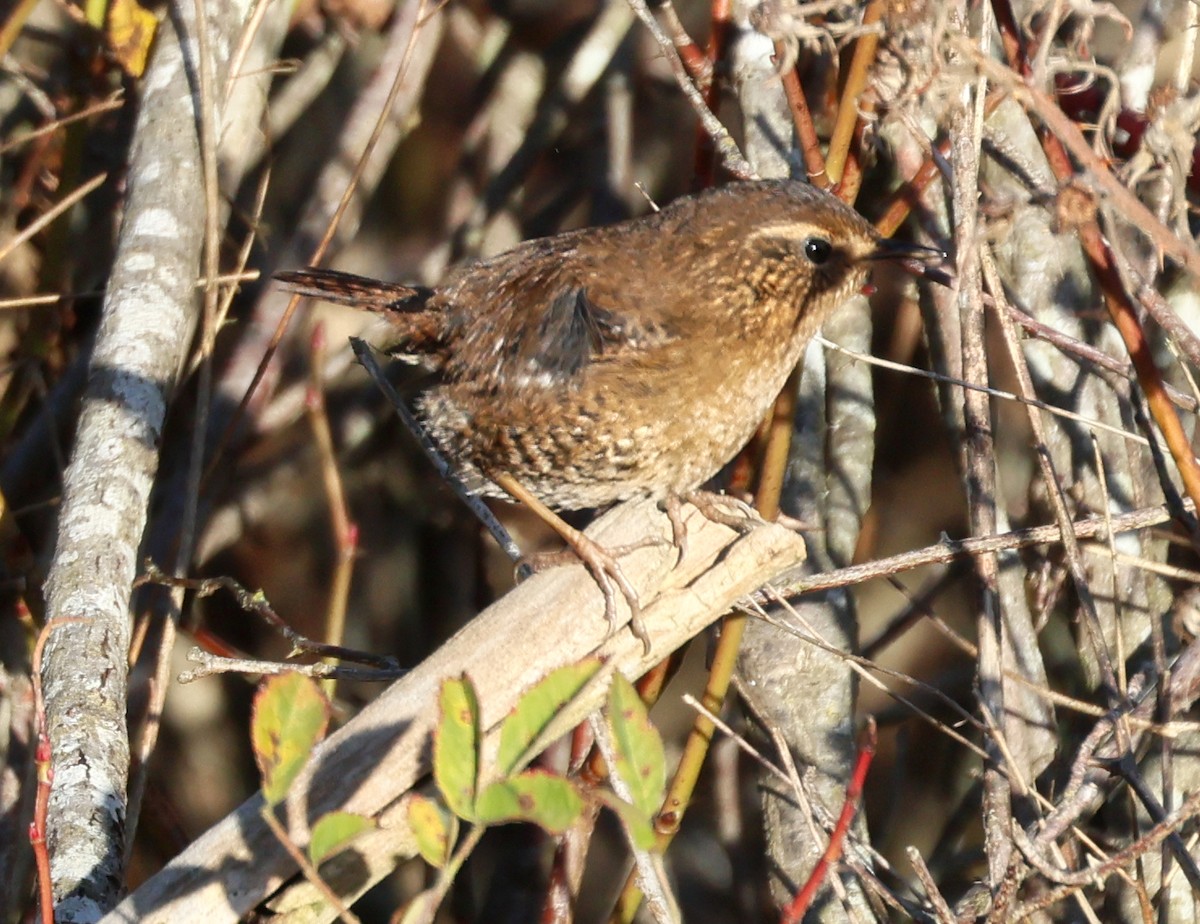Pacific Wren - ML646211222