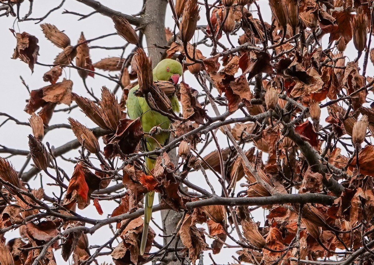 紅領綠鸚鵡 - ML646211223