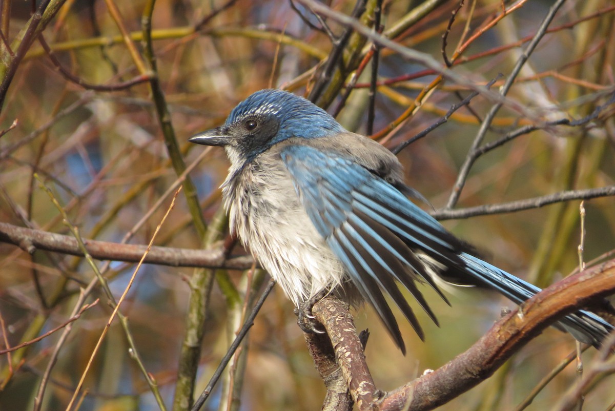 California Scrub-Jay - ML646211224