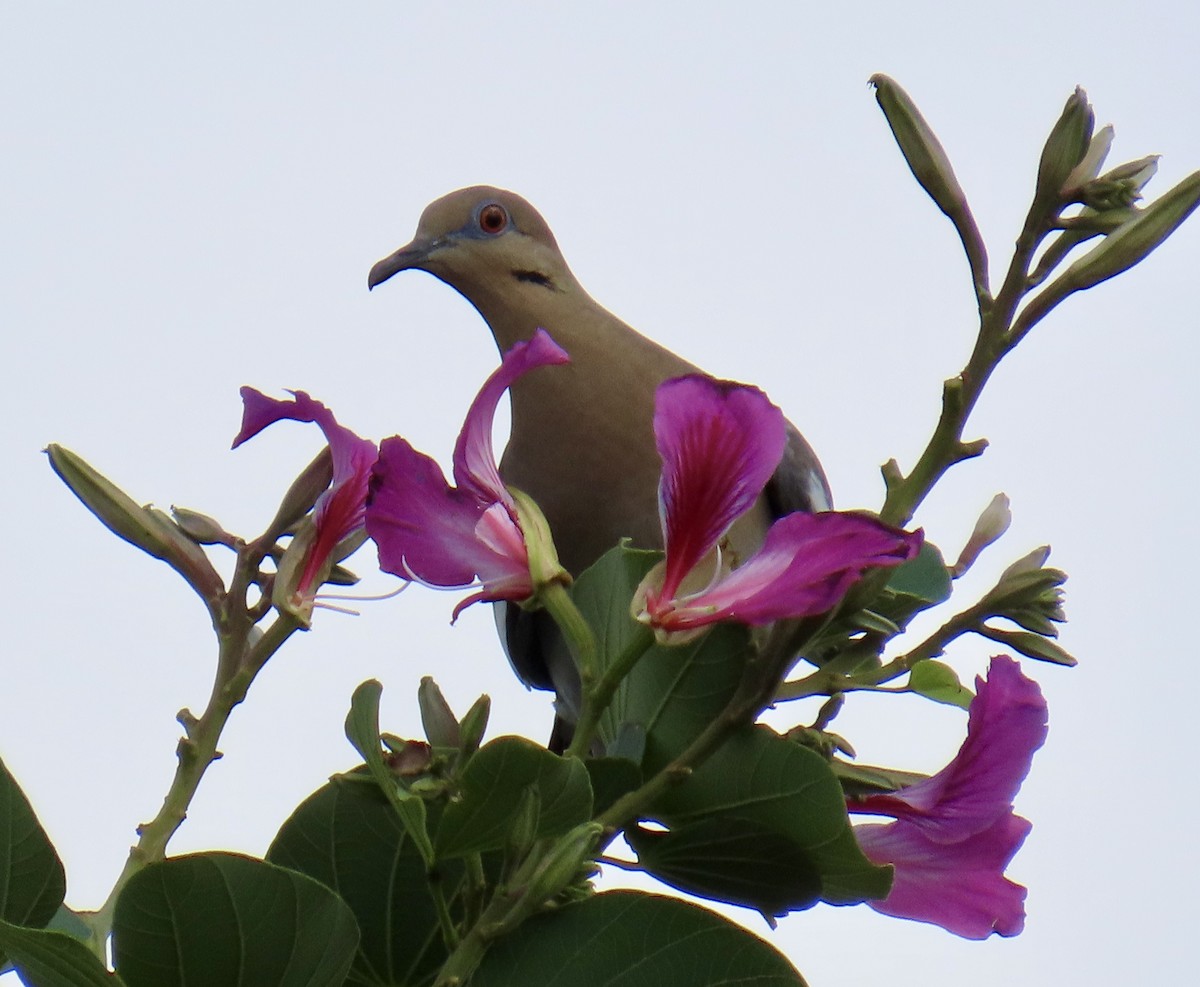 White-winged Dove - ML646211225