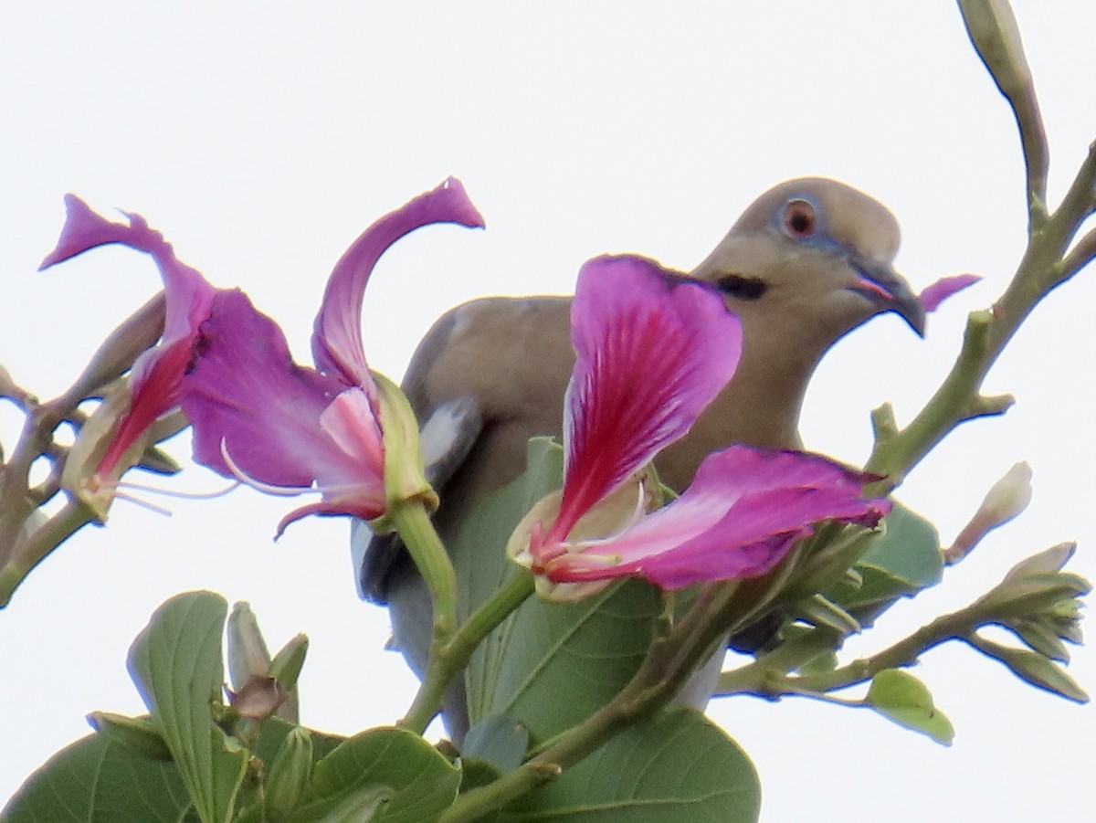 White-winged Dove - ML646211226
