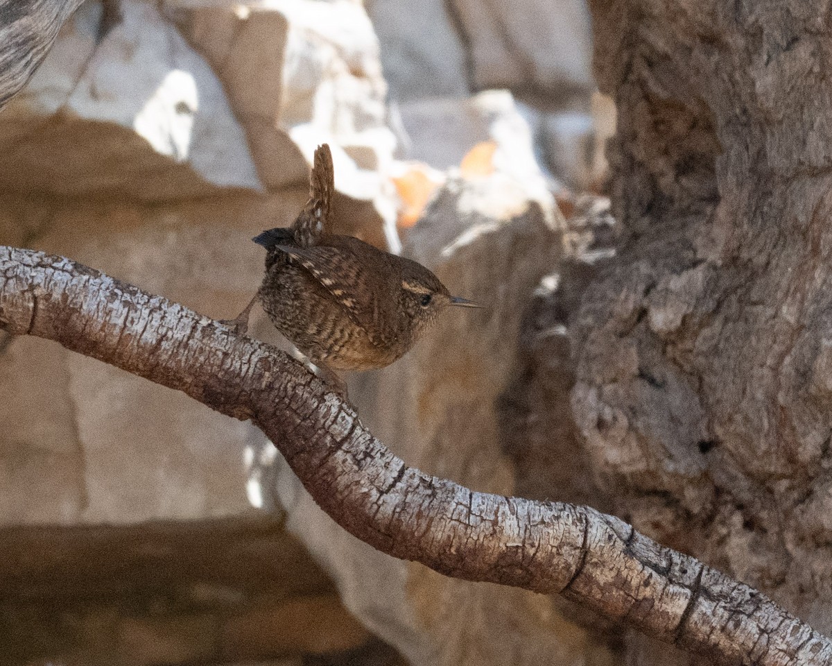 Pacific Wren - ML646211228