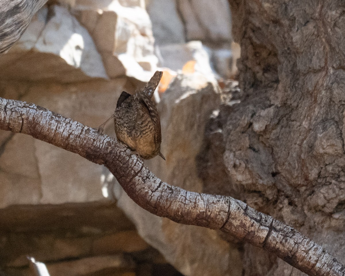 Pacific Wren - ML646211229