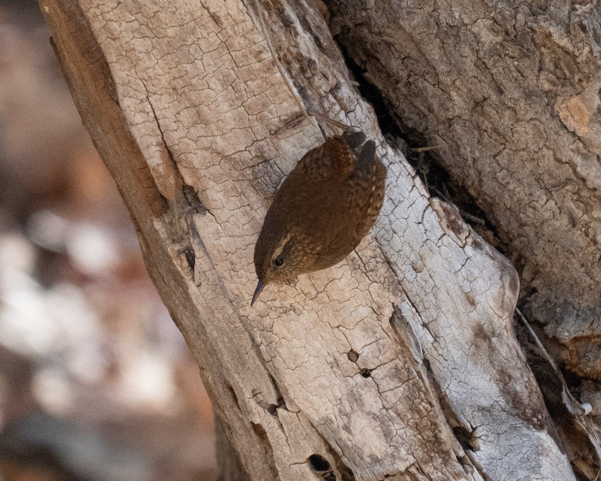 Pacific Wren - ML646211230