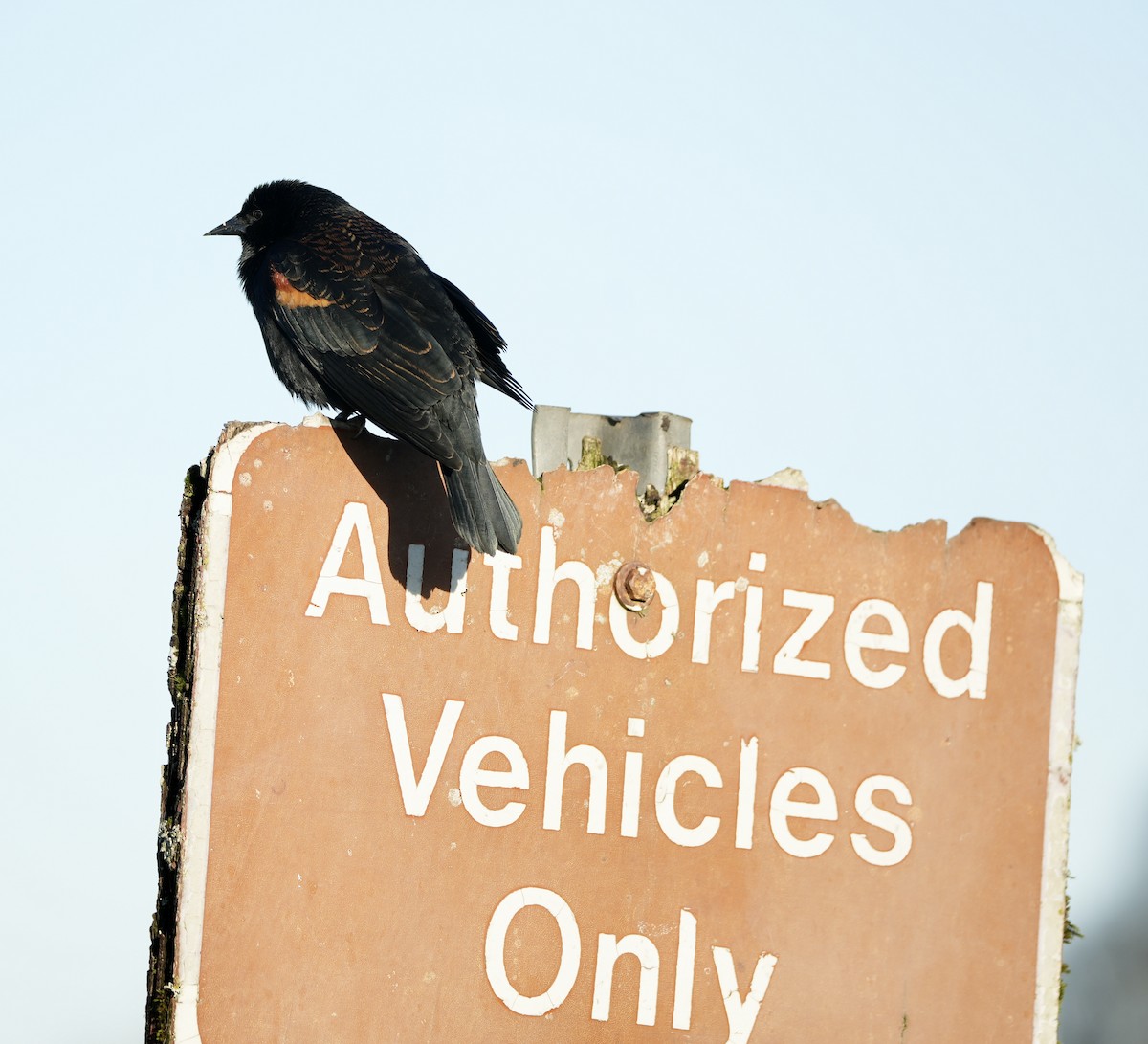 Red-winged Blackbird - ML646211231
