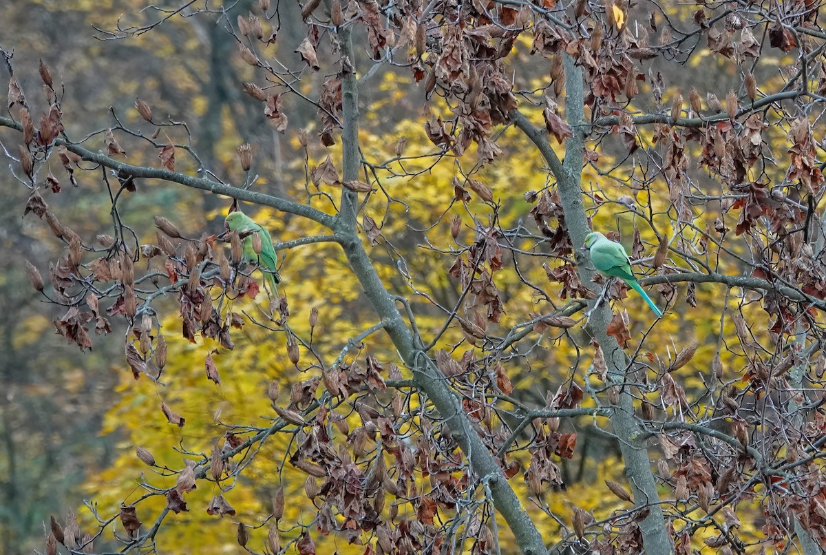 紅領綠鸚鵡 - ML646211232