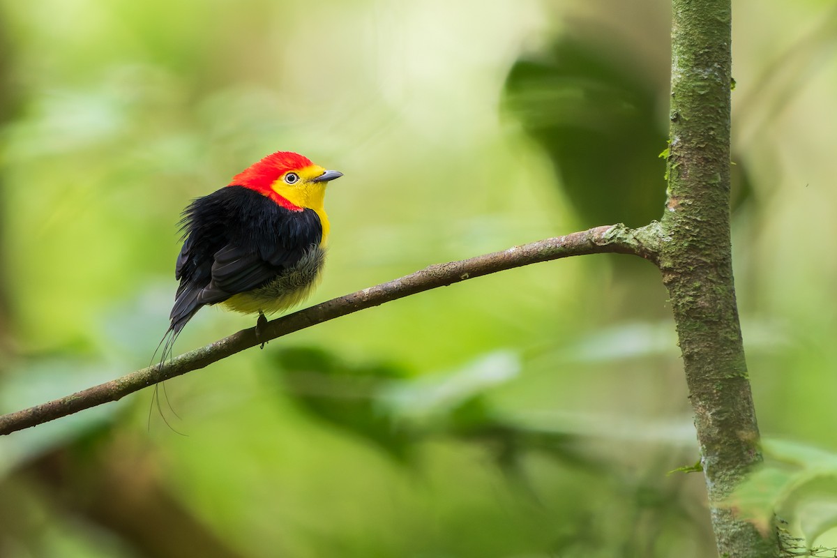 Wire-tailed Manakin - ML646211233