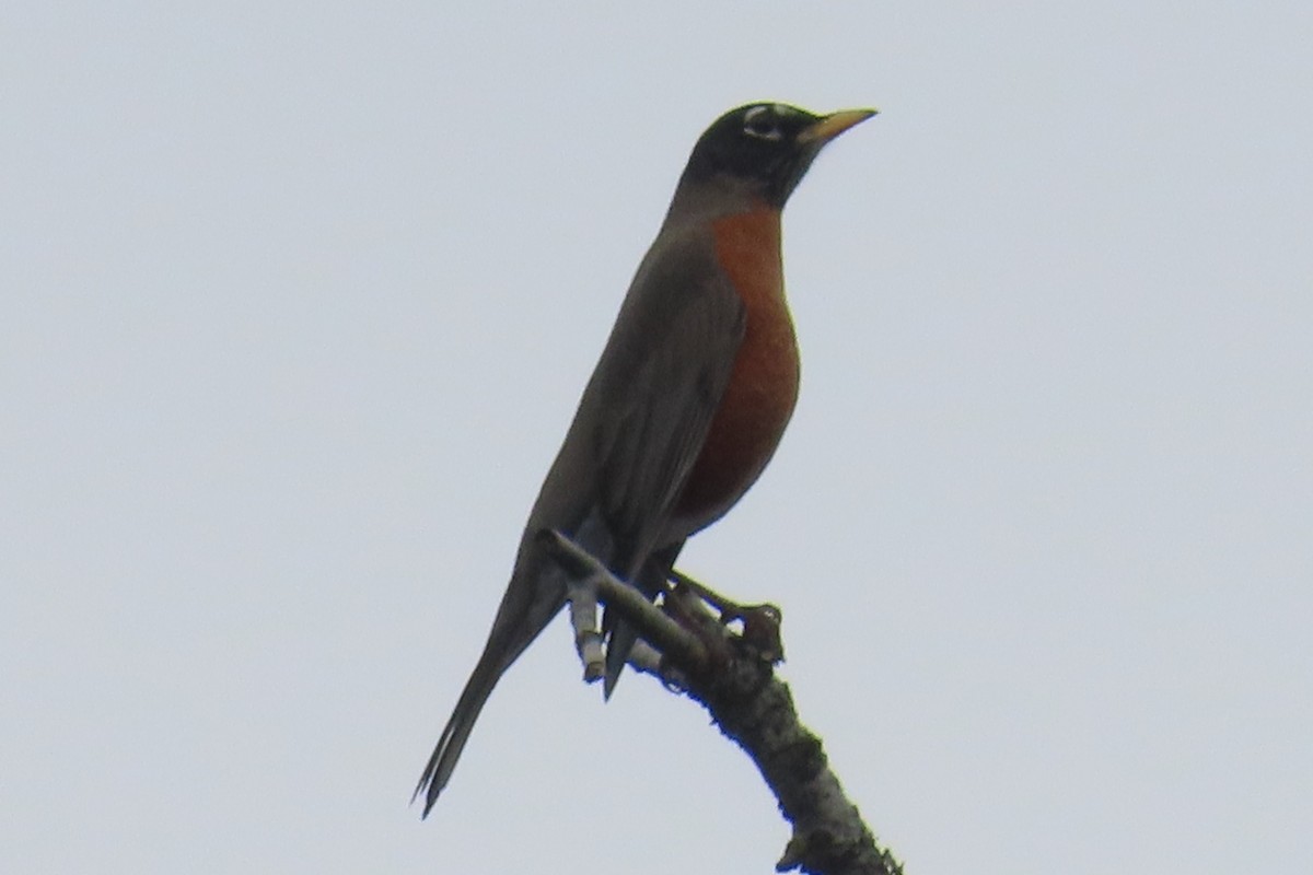 American Robin - ML646211234