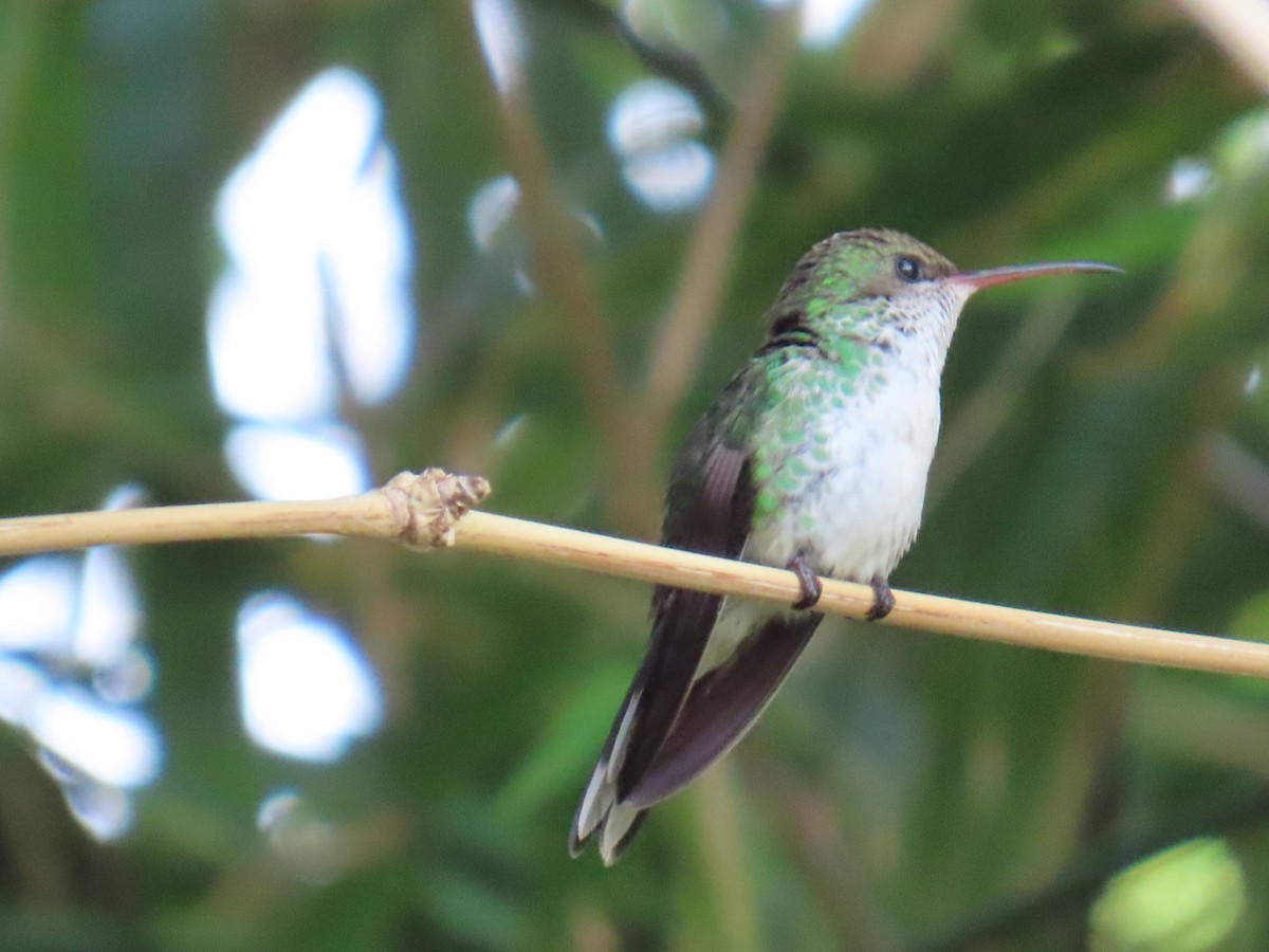 Red-billed Streamertail - ML646211235