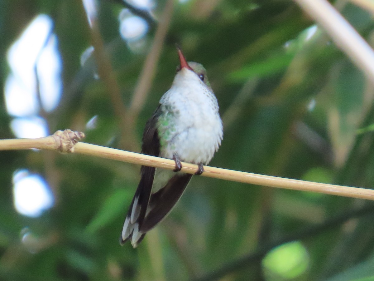 Red-billed Streamertail - ML646211236
