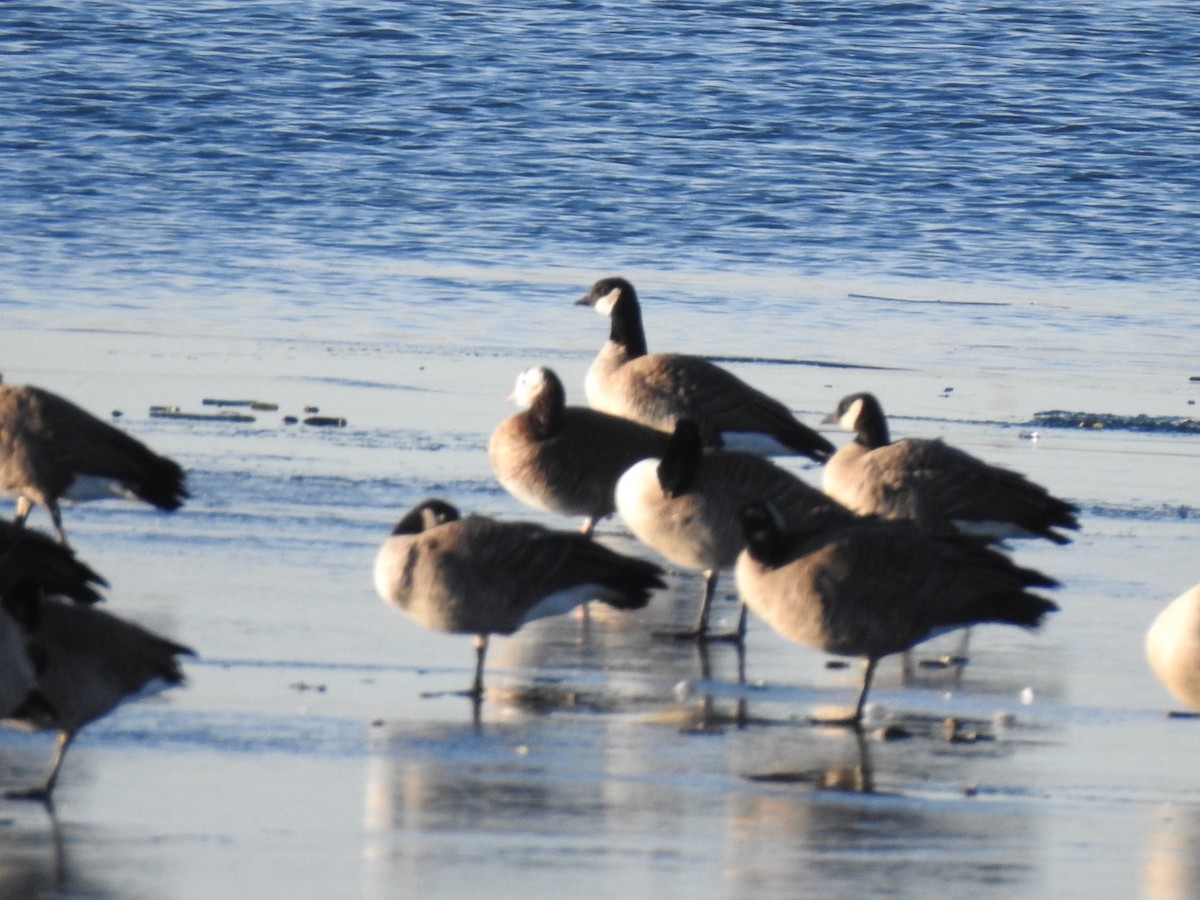 Snow Goose - ML646211239