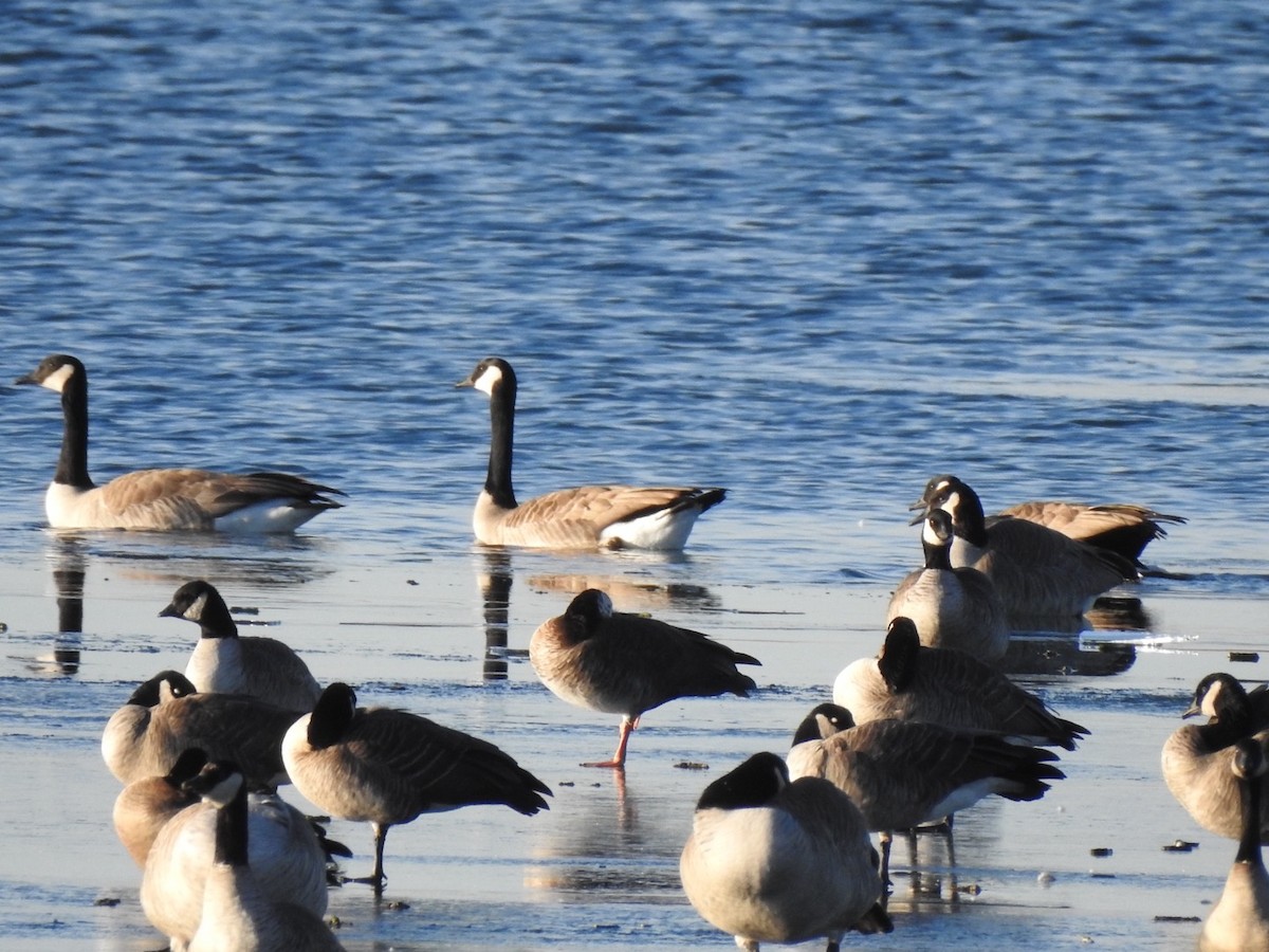 Snow Goose - ML646211240