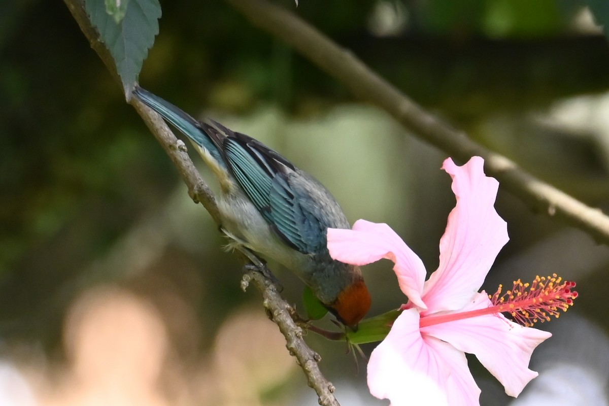 Scrub Tanager - ML646211241